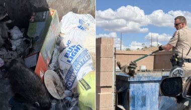 Troopers save trio of baby raccoons from sweltering dumpster in western Arizona