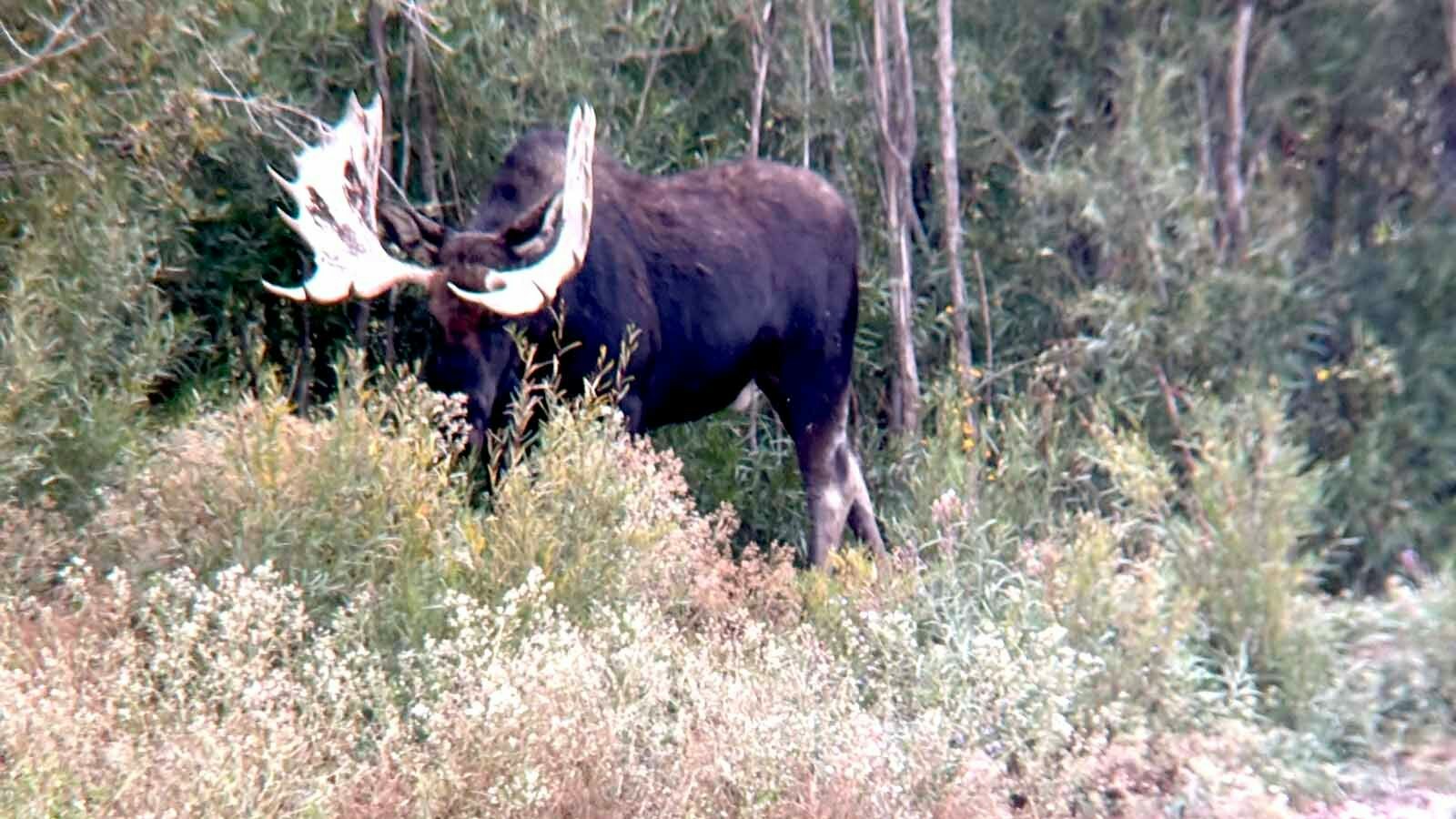 This gigantic Shiras moose bull is pictured here on Sept. 10. The day before, bowhunter Zach Key bagged it.