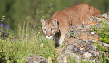 California Couple Wakes to Find a Mountain Lion Standing in Their Living Room