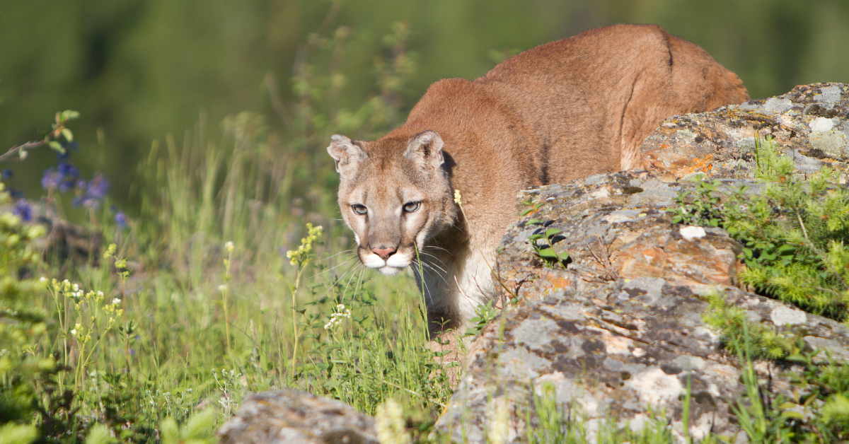 California Couple Wakes to Find a Mountain Lion Standing in Their Living Room