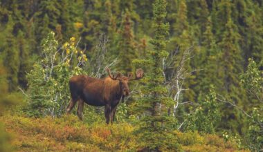Wyoming Game and Fish Confirms Chronic Wasting Disease in Moose near Laramie – Sheridan Media