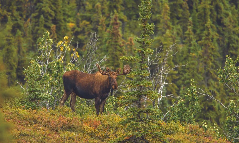 Wyoming Game and Fish Confirms Chronic Wasting Disease in Moose near Laramie – Sheridan Media