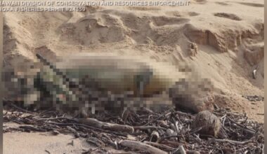 NOAA offers up to $20K for information on Molokai monk seal death