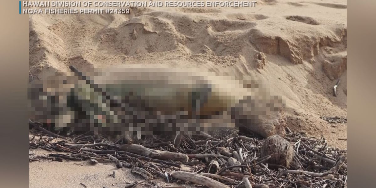 NOAA offers up to $20K for information on Molokai monk seal death