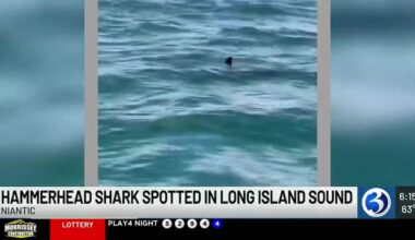 Fisherman spots rare hammerhead shark in Long Island Sound near Niantic