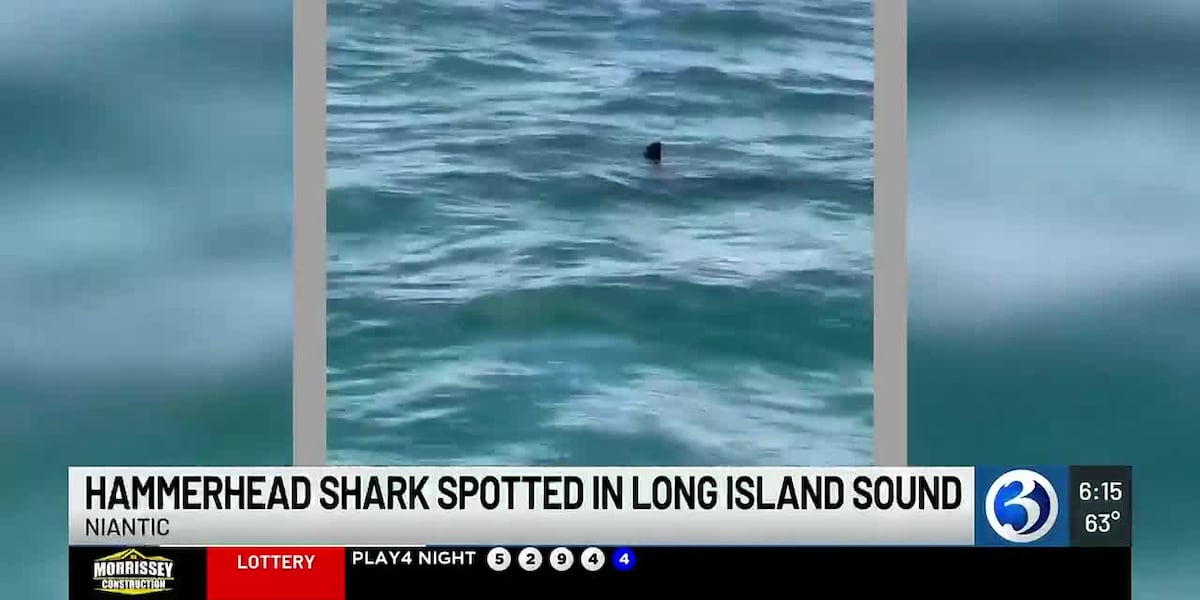 Fisherman spots rare hammerhead shark in Long Island Sound near Niantic