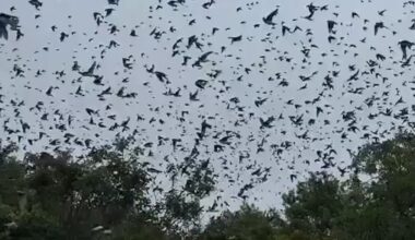 Video shared by federal authorities shows thousands of tree swallows flying over Parker River National Wildlife Refuge Complex on Plum Island Monday.