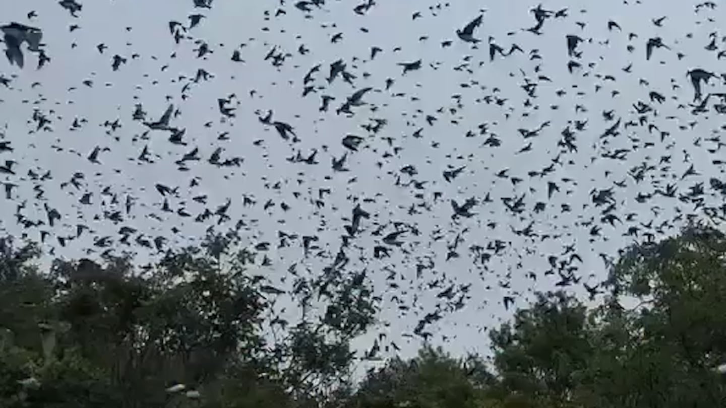 Video shared by federal authorities shows thousands of tree swallows flying over Parker River National Wildlife Refuge Complex on Plum Island Monday.