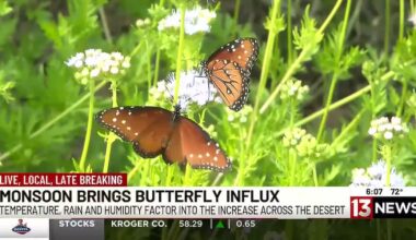 Why are we seeing a massive influx of butterflies in Southern Arizona?
