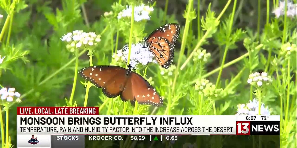 Why are we seeing a massive influx of butterflies in Southern Arizona?