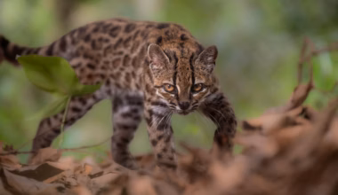 New cat species discovered in Bolivia for first time in over 100 years