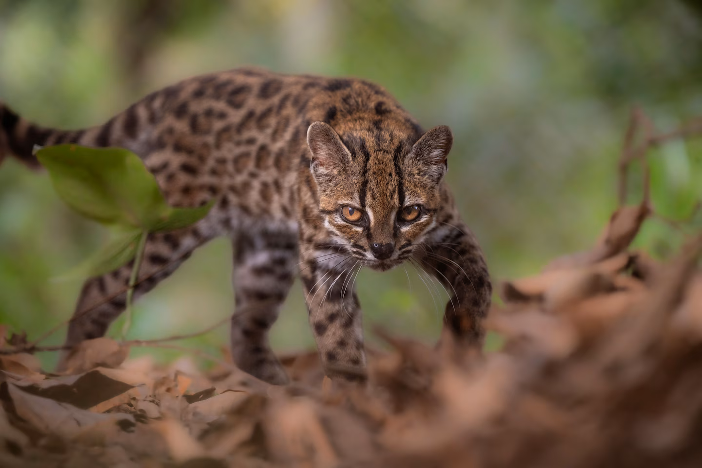 New cat species discovered in Bolivia for first time in over 100 years