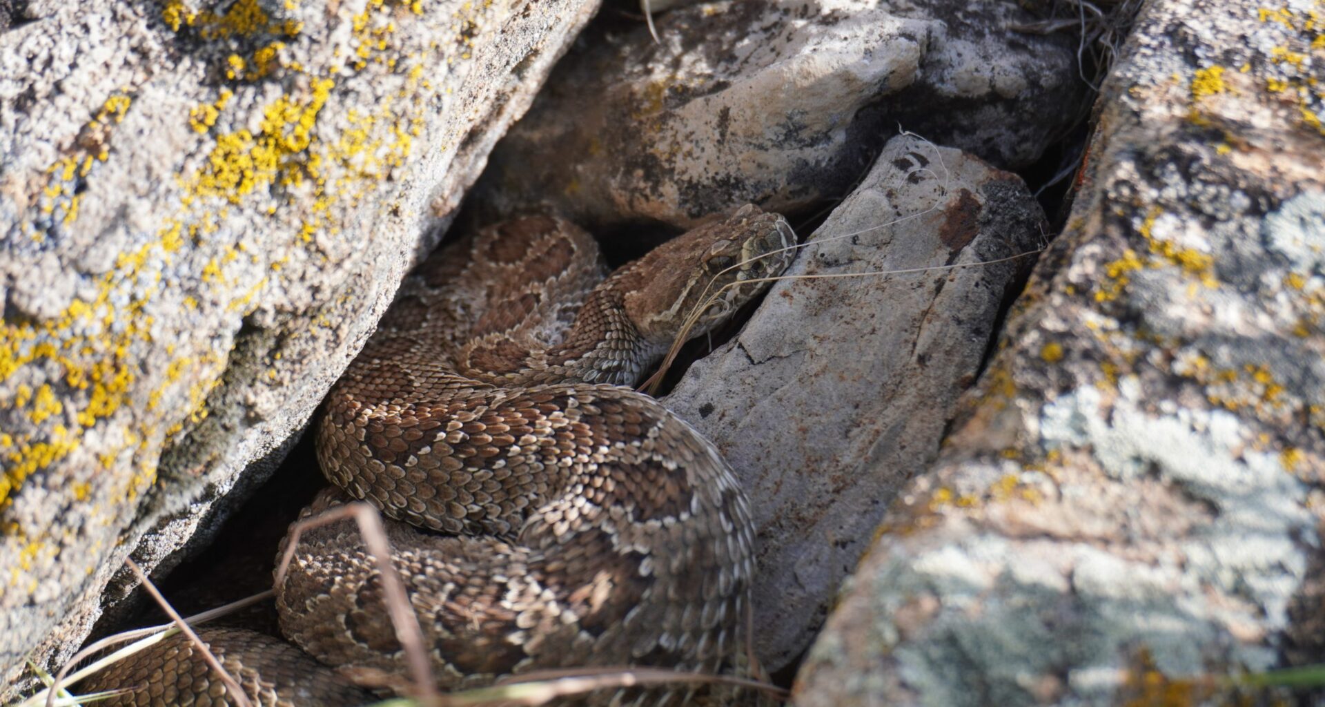 The rattlesnakes of Sinks Canyon: Some lack rattles, others den alone but shed their skins with friends