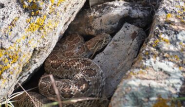 The rattlesnakes of Sinks Canyon: Some lack rattles, others den alone but shed their skins with friends