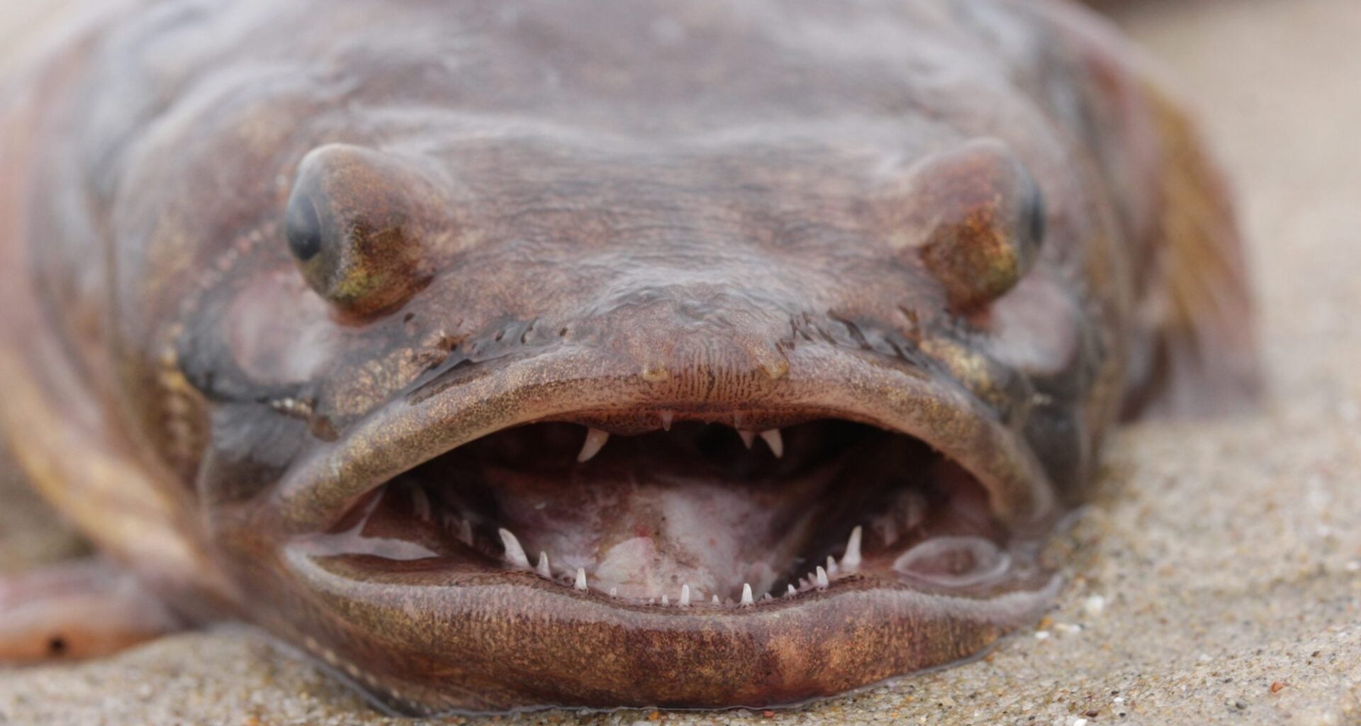 What Kept a Houseboat Town Awake All Night? Singing Fish