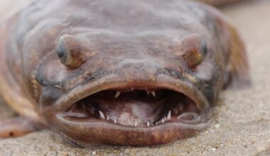 What Kept a Houseboat Town Awake All Night? Singing Fish