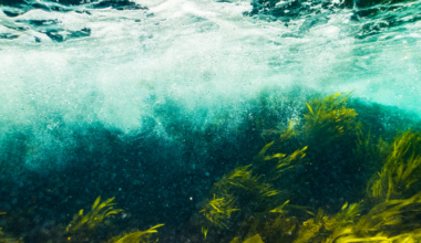 Between 1946 and 1970, the United States dumped roughly 47,800 containers of radioactive waste into the ocean west of San Francisco — many missed the designated sites, and the drums now lie scattered across about 1,400 square kilometers of seafloor, much of it inside a national marine sanctuary