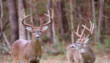 What Mississippi hunters need to know about the new deer feeding rule