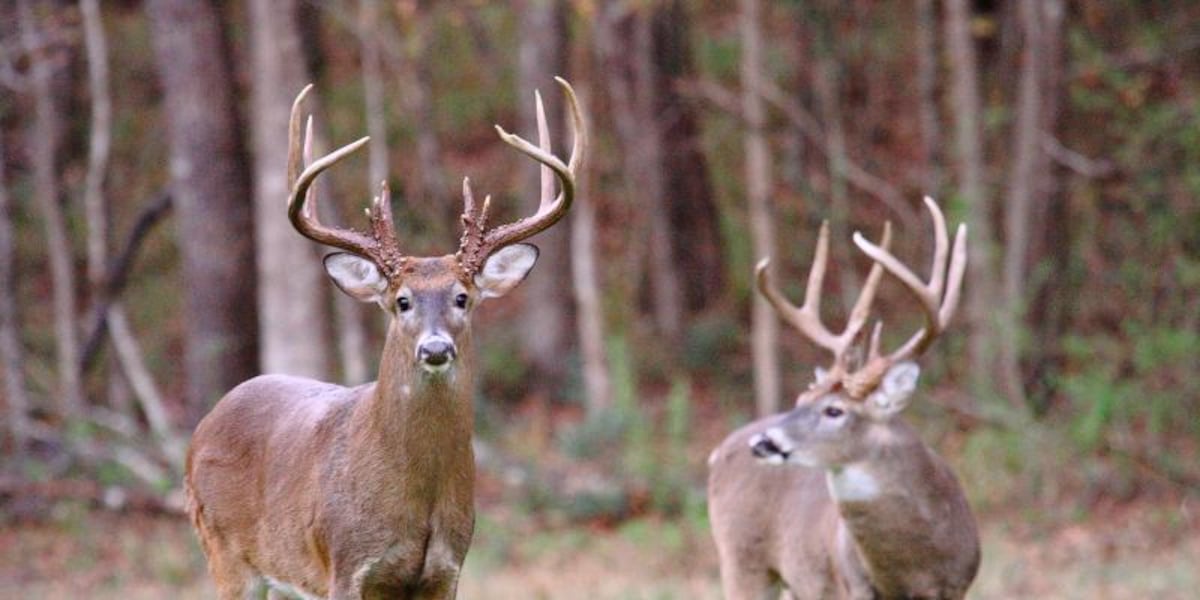 What Mississippi hunters need to know about the new deer feeding rule