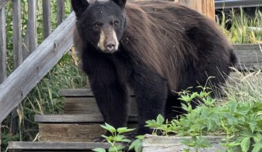 Camper bitten by bear in southern Colorado recalls moment it ‘came crashing’ into tent