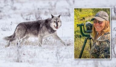 Wildlife World Grieves Photographer Known For Iconic Images Of Yellowstone's Oldest Wolf