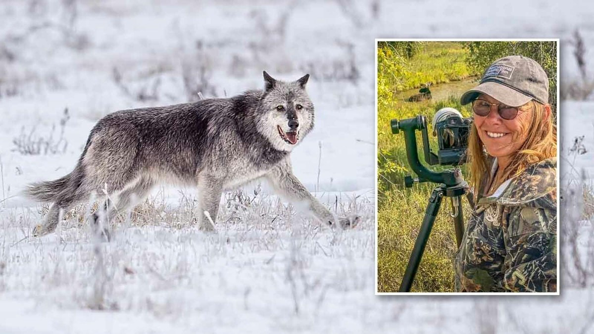 Wildlife World Grieves Photographer Known For Iconic Images Of Yellowstone's Oldest Wolf