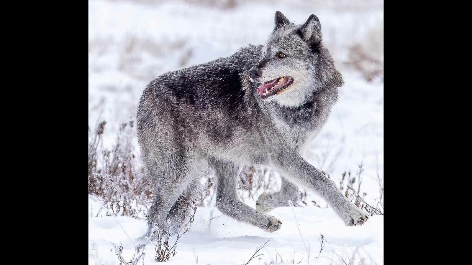 Some of wildlife photographer Sylvia Borgonovo’s most iconic images were of Yellowstone’s famous Wolf 1090F. 