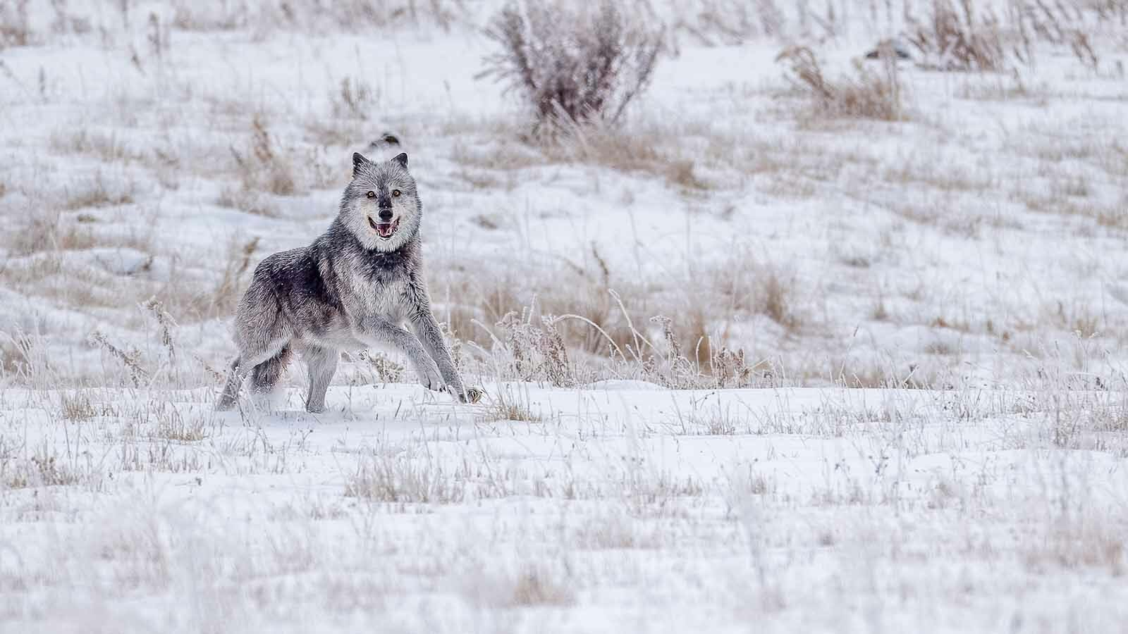 Some of wildlife photographer Sylvia Borgonovo’s most iconic images were of Yellowstone’s famous Wolf 1090F. 