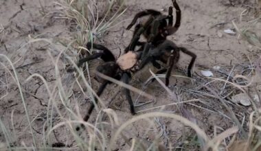 Kansas Department of Wildlife and Parks offers insight into increased large-spider sightings