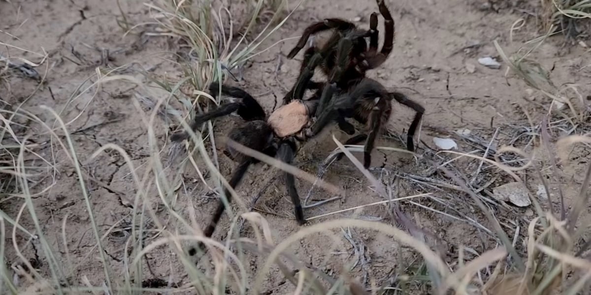 Kansas Department of Wildlife and Parks offers insight into increased large-spider sightings