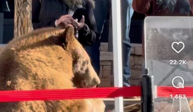 Bear caught feasting at Colorado mountain farmers market