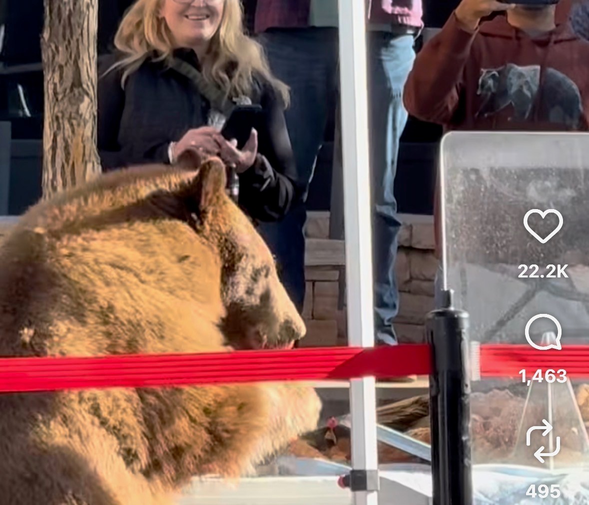 Bear caught feasting at Colorado mountain farmers market