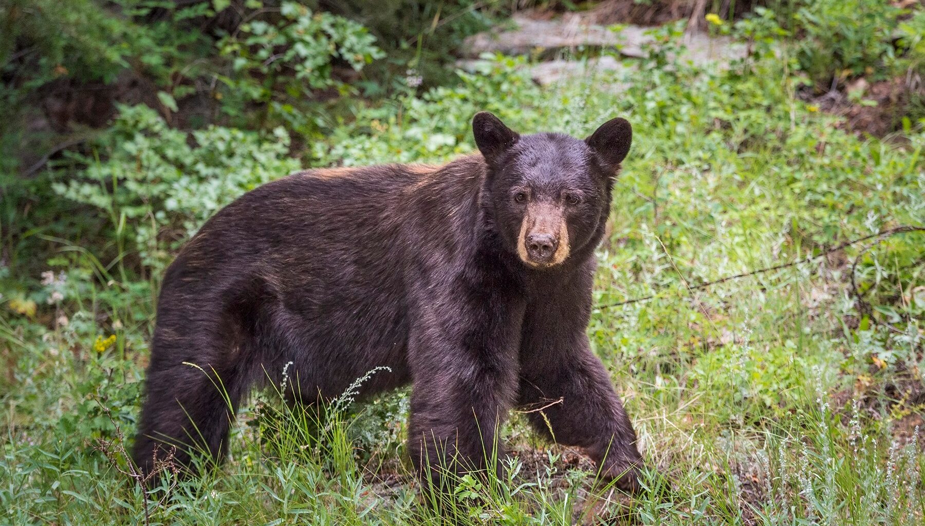 Bear scratches person napping in Steamboat Springs backyard