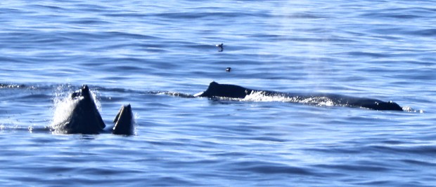 Humpback whales feed, Tuesday, Sept. 8, 2026, off Wrights Beach north of Bodega Bay. (Kent Porter / The Press Democrat)