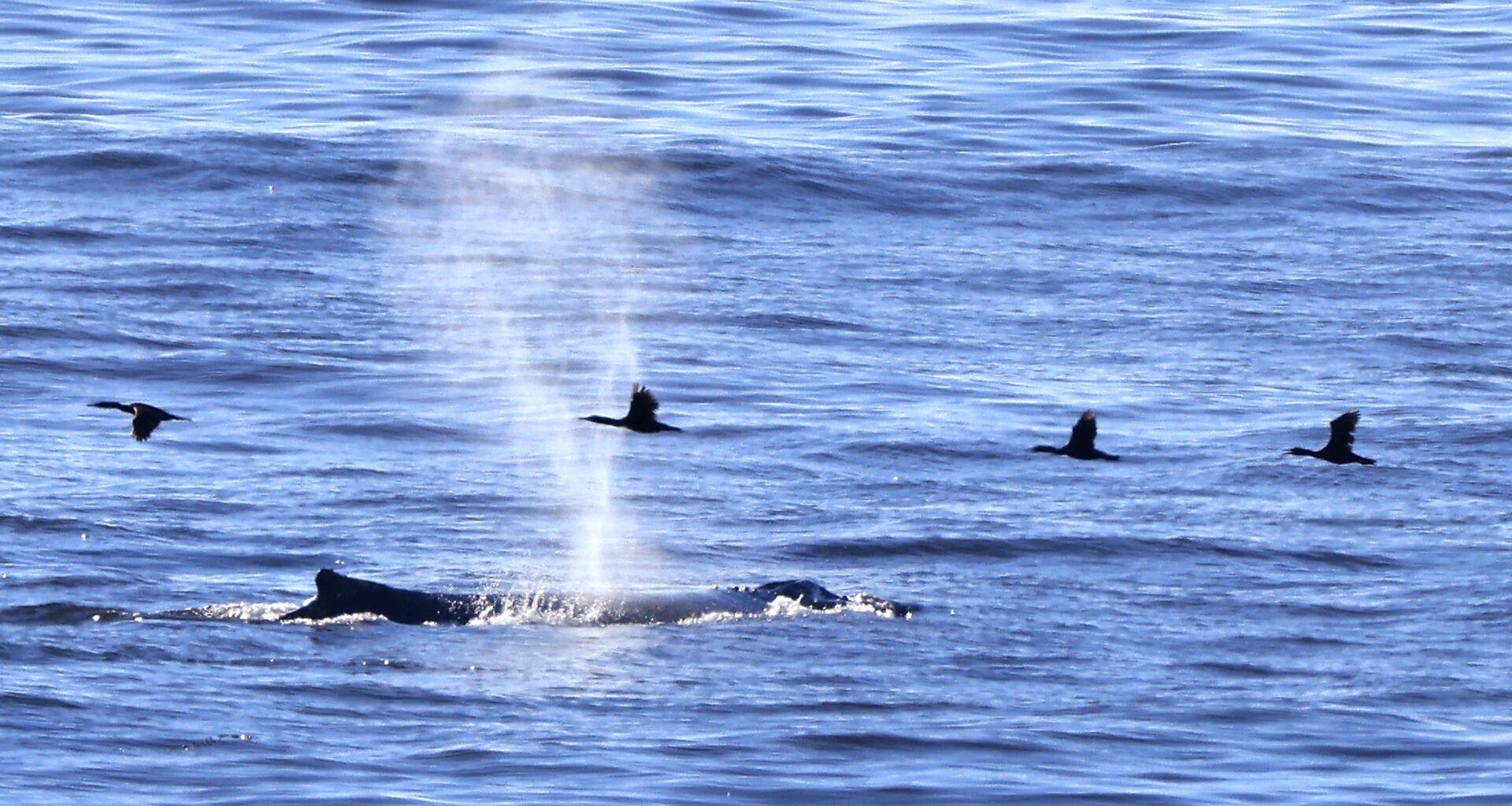 Whales and surfers enjoy September heat at Bodega Bay