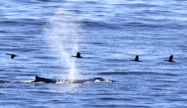 Whales and surfers enjoy September heat at Bodega Bay