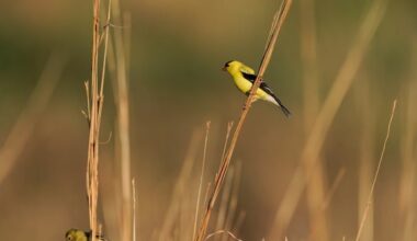 20 states and D.C. sue Trump over change to endangered species protections – Deseret News
