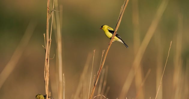 20 states and D.C. sue Trump over change to endangered species protections – Deseret News