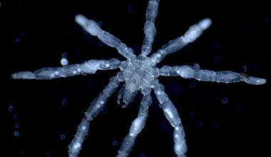 This Newly Discovered Sea Spider Is a Parasite With Its Own Parasites