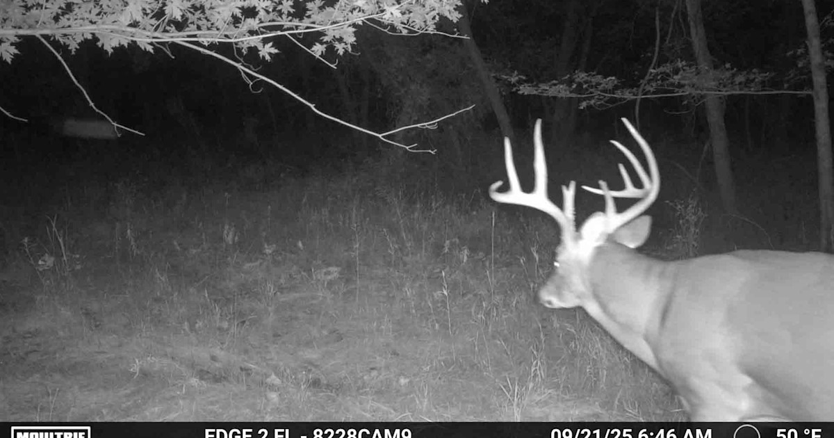 Why You're Not Getting Early Season Bucks on Trail Camera