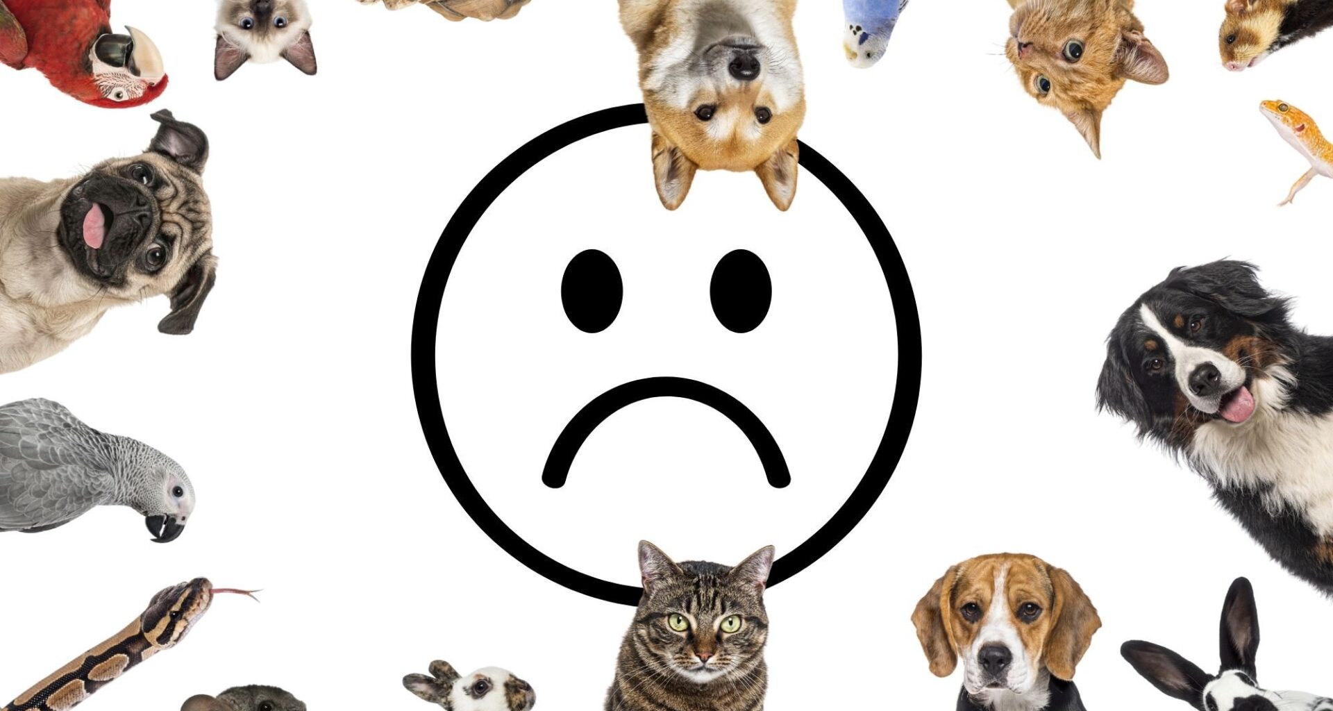This Common Household Pet Was Linked to Mental Health Problems in Children
