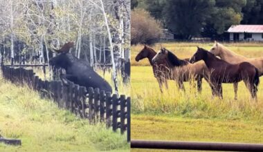 Wyoming Moose Hilariously Leaves Herd Of Horses Mesmerized Jumping Over Fence