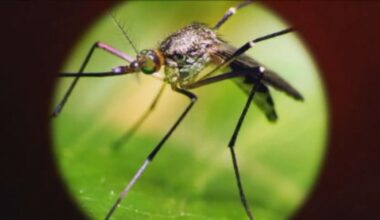 Two people hospitalized in Albany with West Nile virus as doctors urge people to take precautions