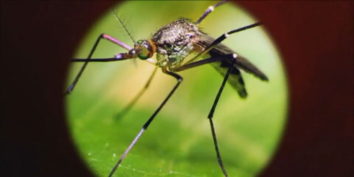 Two people hospitalized in Albany with West Nile virus as doctors urge people to take precautions