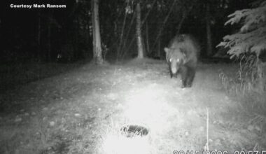Bears have broken into vehicles, destroyed garage doors and even tried to enter a home in Anchorage