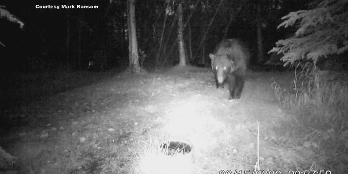 Bears have broken into vehicles, destroyed garage doors and even tried to enter a home in Anchorage