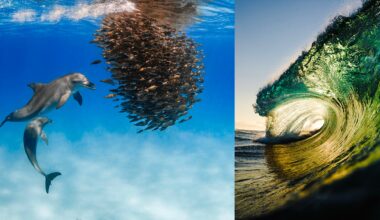 10 Winning Photographs From the Underwater Awards Australasia 2026