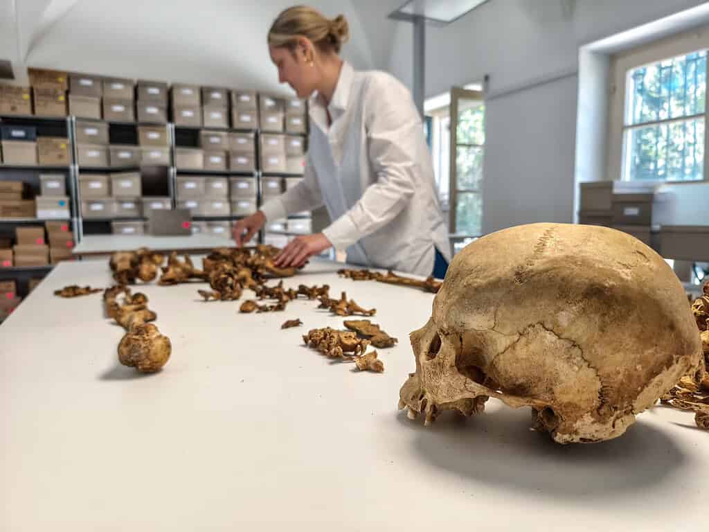 Scientist examining ancient fossils and skulls 