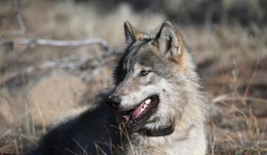 First gray wolf sighting in a century reported in Mendocino National Forest