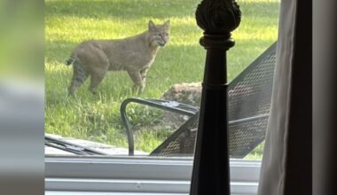Possible bobcat sighting reported in St. Joseph County amid uptick in killed livestock, pets